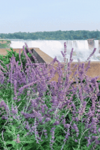 Niagara_Falls_appreciation_post_2